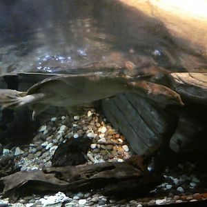 Chinese soft-shell turtle