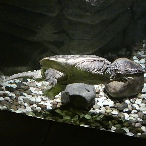 Common snapping turtle