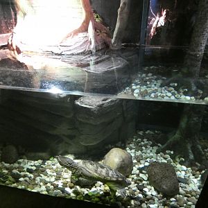 Snapping turtle enclosure