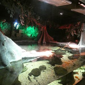 Dwarf crocodile enclosure