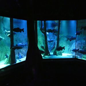 Pacu tank