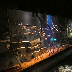 Red-bellied piranha tank