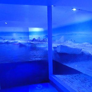 Gentoo penguin pool enclosure