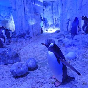 Gentoo penguin land enclosure