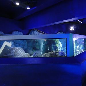 Gilt-head bream tank