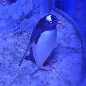 Gentoo penguin