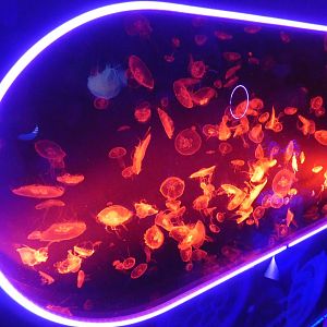 Moon jellyfish tank