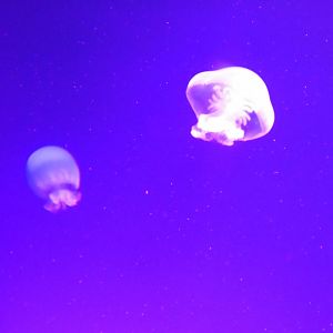 Cannonball jellyfish