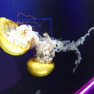 Pacific sea nettle