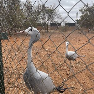Blue Crane viewed from Parking-lot