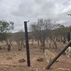 Tiger Exhibit viewed from Parking-lot
