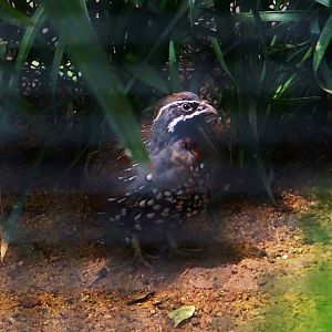 Madagascar Partridge