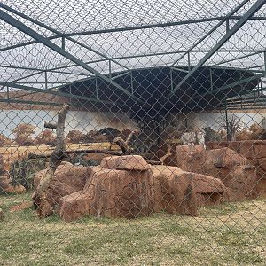 Eurasian Lynx Exhibit