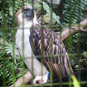Philippine Eagle