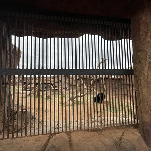 Moon Bear Exhibit