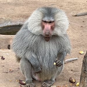 Hamadryas Baboon