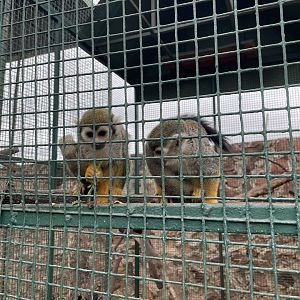 Common Squirrel Monkey