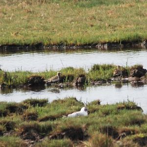 Pacific Golden Plovers, Frampton Marsh, Lincolnshire, 14th August 2021