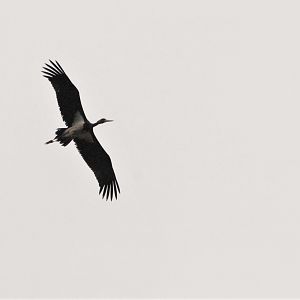 Black Stork near Fishtoft, Lincolnshire, 14th August 2021