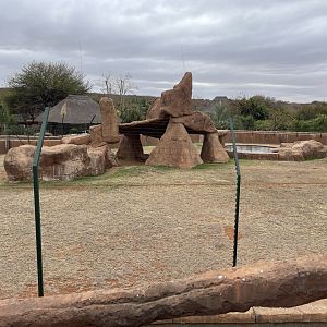 Juvenile Chimpanzee Exhibit