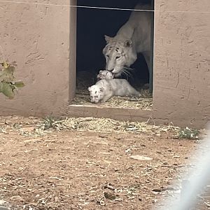 Generic Tiger with Cubs