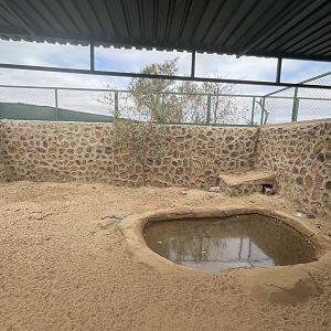 Southern Aardwolf Exhibit