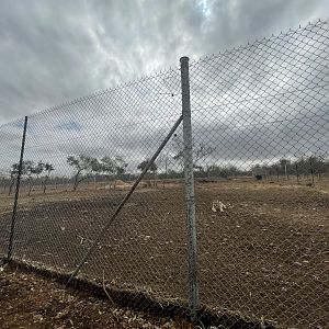 Generic Tiger Exhibit