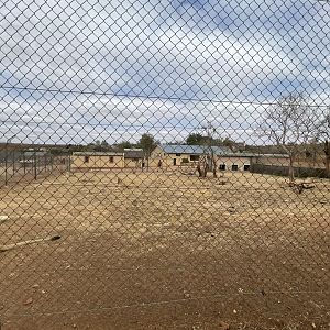 Lion Exhibit with Penguin House in Background
