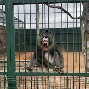 Mandrill Showing Teeth