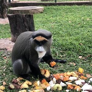 DeBrazza's Monkey