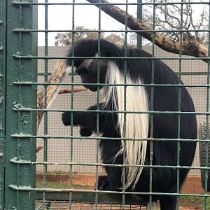 Angolan Colobus