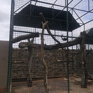 Tufted-Capuchin Exhibit