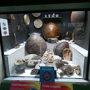 Former Annam leaf turtle display