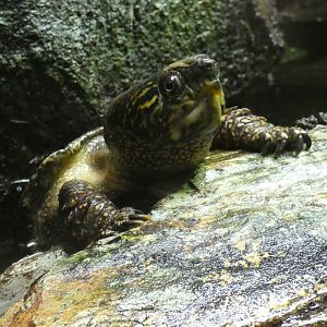 Big-headed turtle