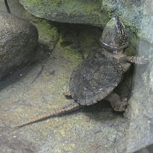 Big-headed turtle full-body