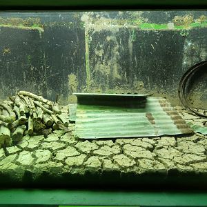 Inland taipan enclosure