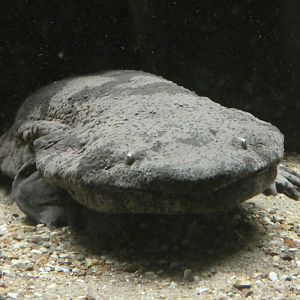 Chinese giant salamander