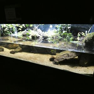 Chinese giant salamander enclosure