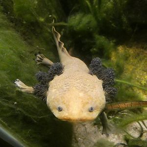 Lake Patzcuaro salamander