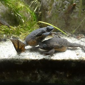 Lake Oku clawed frog