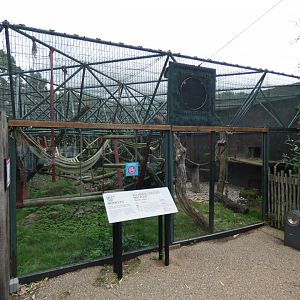 Sulawesi crested macaque outdoor enclosure