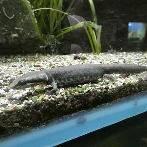 Sardinian brook salamander