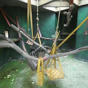 Sulawesi macaque indoor enclosure