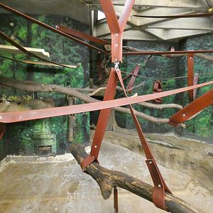 Sulawesi macaque indoor enclosure (2)