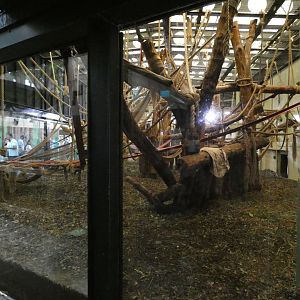 Gorilla indoor enclosure