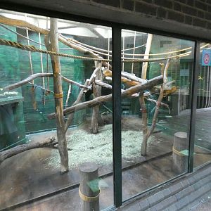Eastern black-and-white colobus indoor enclosure