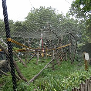 White-naped mangabey outdoor enclosure