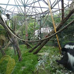 Eastern black-and-white colobus outdoor enclosure