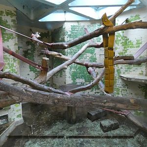 White-naped mangabey indoor enclosure
