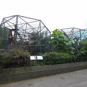 Eastern black-and-white colobus outdoor enclosure (2)